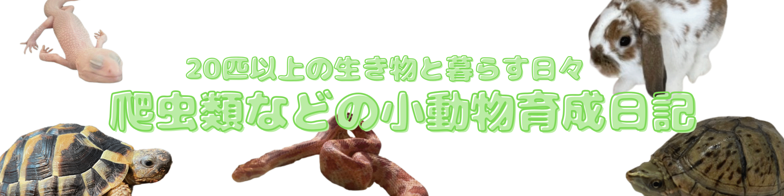 20匹以上の生き物と暮らす日々|爬虫類などの小動物育成日記